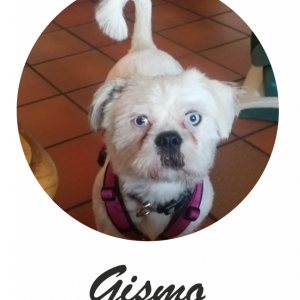 Dein Liebling auf T-Shirt, Sweatjacke oder Hoodie